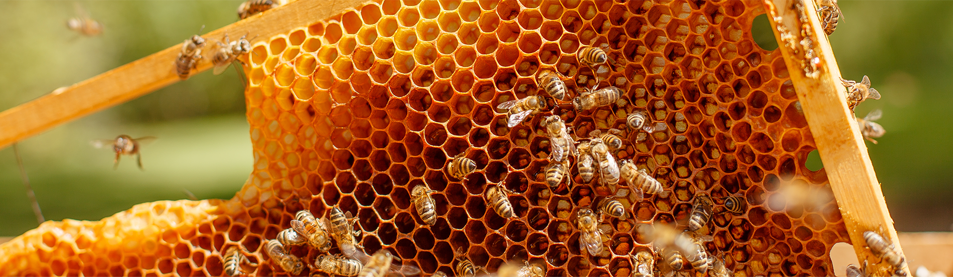 Hantz Honey - a hive of industry Banner