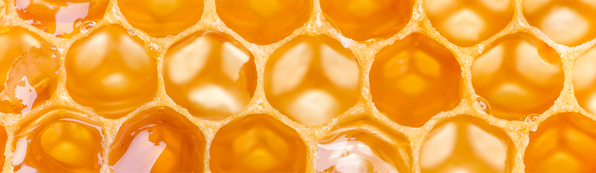 Hantz Honey - a hive of industry Banner