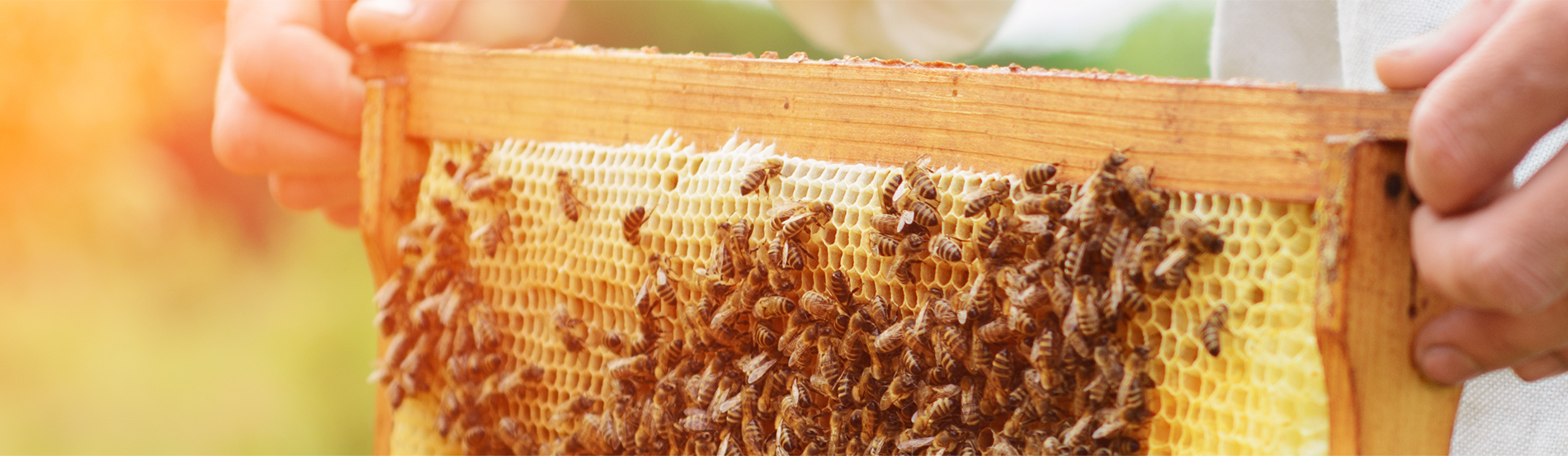 Hantz Honey - a hive of industry Banner