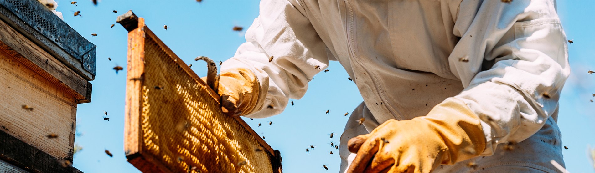 Hantz Honey - a hive of industry Banner